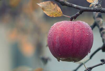 Эмбарго на поставку польских яблок вынудило садоводов продавать фрукты ниже себестоимости