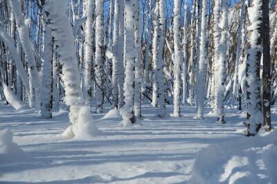 В Хабаровском крае снова похолодает после очередного снегопада