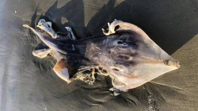 В Калифорнии нашли пугающее существо с треугольной головой