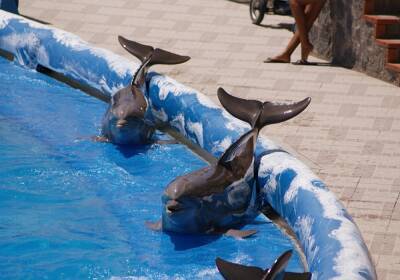 Океанариум Екатеринбурга обратился в полицию из-за обвинений в избиении дельфинов