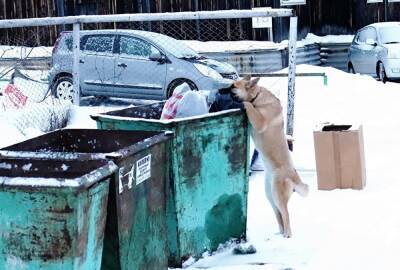 В Челябинске живодеры подожгли уличного пса