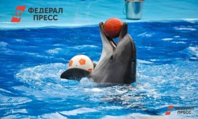 Океанариум требует наказать екатеринбуржца за пост об избиении дельфина
