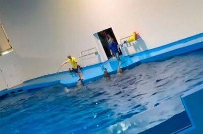 Дрессировка дельфинов в океанариуме Екатеринбурга — бьют или не бьют? (ВИДЕО)