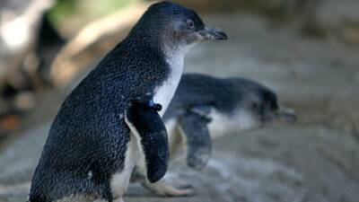 Зоологи нашли главную причину агрессии у малых пингвинов в Австралии
