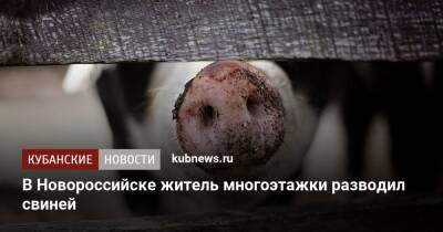 В Новороссийске житель многоэтажки разводил свиней