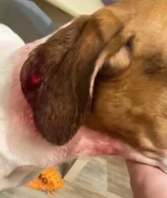 В Рязани овчарка на глазах хозяев напала на собаку во время прогулки