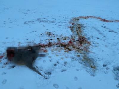 Бродячие собаки загрызли косулю в Рыбновском районе