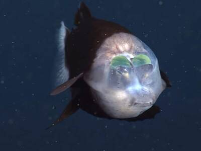 Ученым удалось снять на видео редкую глубоководную рыбу с прозрачной головой