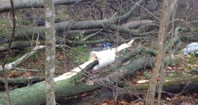 Упавшее от ветра дерево убило женщину, вышедшую из магазина