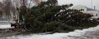Елкопад продолжается: главное новогоднее дерево рухнуло в Сумской области