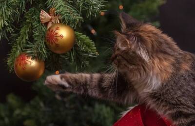 «Хочет играть с шариками и жевать мишуру, а елки нет!» Кошка требовала нарядить новогоднее дерево и рассмешила интернет (ВИДЕО)