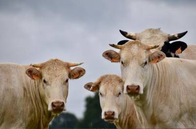 Ирландия пустит под нож 20% своего стада крупного рогатого скота для снижения выбросов метана - argumenti.ru - Ирландия - Ufa