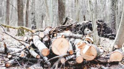 Россия поставила рекорд по продажам леса