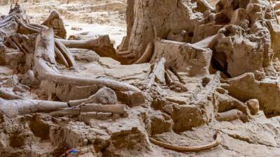 В Великобритании нашли кладбище мамонтов возрастом 200 тысяч лет
