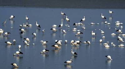 ФОТОФАКТ: Озеро Поянху в Китае - дом для перелетных птиц