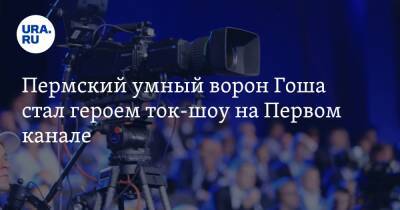Пермский умный ворон Гоша стал героем ток-шоу на Первом канале