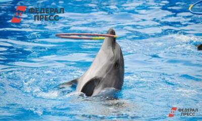 Зоозащитница об «избиении дельфина» в Екатеринбурге: «Нам прослезиться от умиления?»