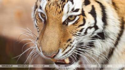 РЕПОРТАЖ: Полосатый год, или О чем мурчат тигры в Минском зоопарке
