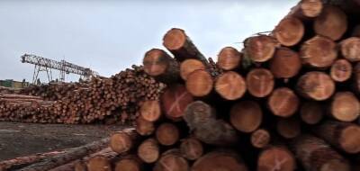 Снятие моратория на экспорт леса - решение, вредное для экономики и Украины - эколог
