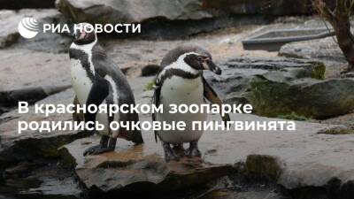 Очковые пингвинята появились на свет в красноярском парке флоры и фауны "Роев ручей"
