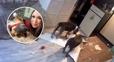 Тиктокерша из Чебоксар попала на Первый канал: бойцовские собаки разгромили ее квартиру