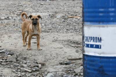 В Челябинской области за год потратили более ₽100 млн на бездомных животных. Каков эффект?
