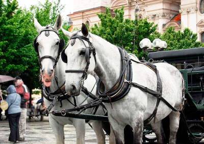 Конные повозки исчезнут со Староместской площади Праги