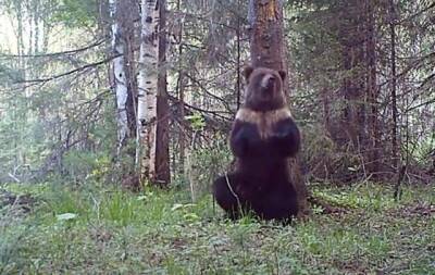 Курьез: cеть взорвал танцующий медведь (ВИДЕО) - enovosty.com