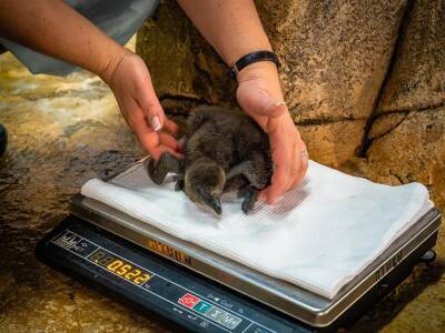 Красноярский «Роев ручей» показал фото новорождённых очковых пингвинят