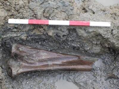 В Британии археологи обнаружили останки мамонтов возрастом более 200 тысяч лет