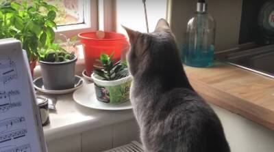 Эта кошка знает, как добавить эпичности в свою жизнь – забавное видео!