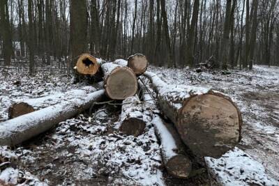В Курске прокуратура проверит законность вырубки 100 деревьев в парке Солянка