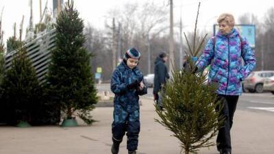 Успеть до Нового года: Как законно самому срубить елку в России