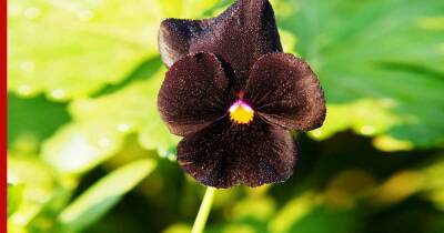 "Мистический" сад: 5 цветов с темными, практически черными лепестками