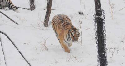 Жители Приморья устроили погоню со стрельбой за амурским тигром - ren.tv - Приморье край