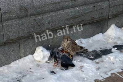 В центре Хабаровска обнаружили истощенную перелетную птицу
