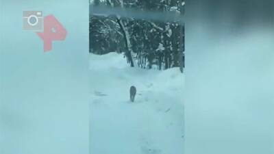 Эксперты проверят видео со стреляющими в амурского тигра в Приморье