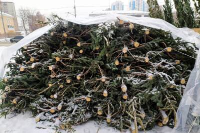 В Новосибирске в два раза подорожали новогодние елки