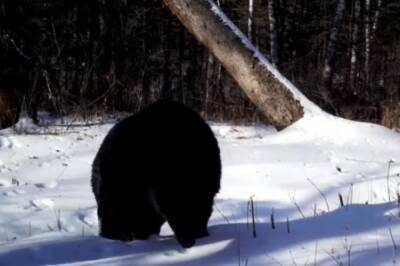 В ЕАО обнаружили медведя-шатуна