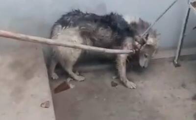 Измученный волк в Андижанской области оказался собакой породы "сибирский хаски"