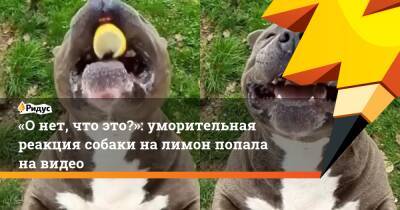 «О нет, что это?»: уморительная реакция собаки на лимон попала на видео