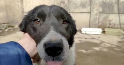Как найти хозяина для собаки: проблема бездомных животных в Таджикистане