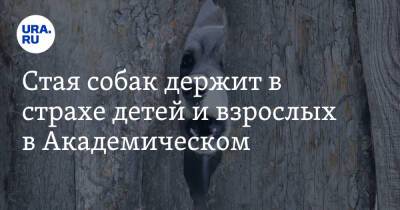 Стая собак держит в страхе детей и взрослых в Академическом. Прокуратура и СК начали проверку