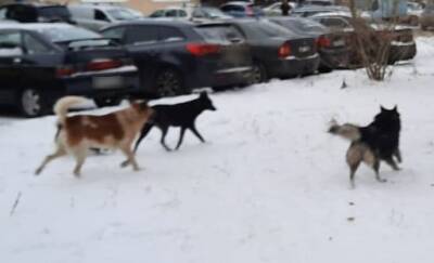 В районе Екатеринбурга бродячие собаки нападают на людей. Силовики начали проверку