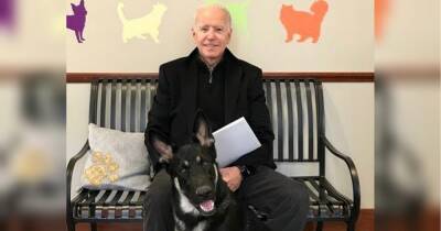 Джо і Джилл Байден завели нове цуценя, виставивши з Білого дому свого собаку, який кусав співробітників (відео)