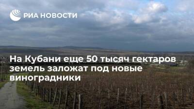 На Кубани еще 50 тысяч гектаров земель заложат под новые виноградники за десять лет