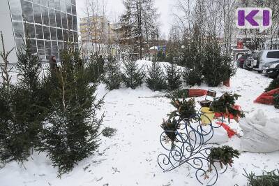 После новогодних праздников живые ели можно сдать в экоцентр "Дырнос" и на станцию юннатов в Сыктывкаре