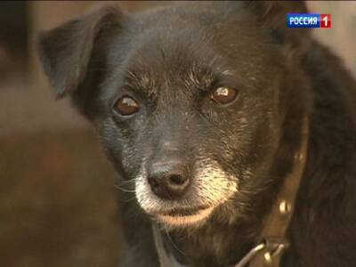 В Волгодонске следствие проверит информацию о нападении собаки на школьника