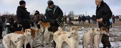 Фестиваль псовой охоты «Отъезжее поле» состоялся в Липецкой области