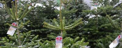 Новогодние елки в Новосибирске подорожали в два раза
